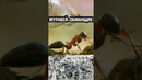 Муравей-обманщик #факты #животные #насекомые