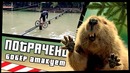Бобёр атакует | ПОТРАЧЕНО