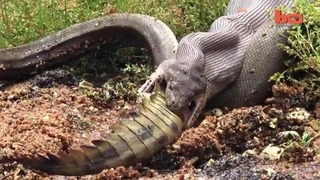 3-Метровый Австралийский Питон Заглотил Крокодила