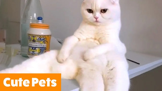 Cute Animal Reactions & Bloopers | Funny Pet Videos