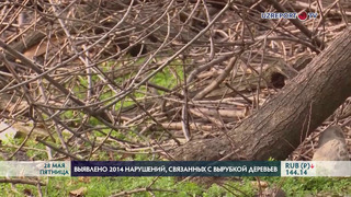 Выявлено 2014 нарушений, связанных с незаконной вырубкой деревьев