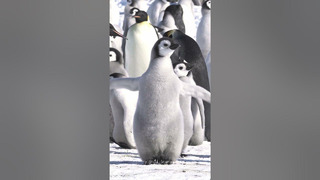This penguin just wants to fly 🥹 #Penguin #Shorts #CuteAnimals