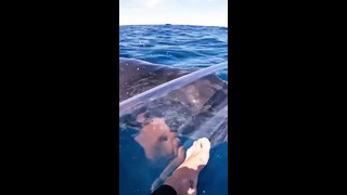 Close Encounter With Whale On Transparent Kayak