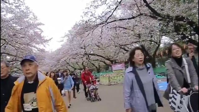Япония – Цветение сакуры в Токио (Парк Уэно)