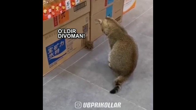 Жонидан туйганакан