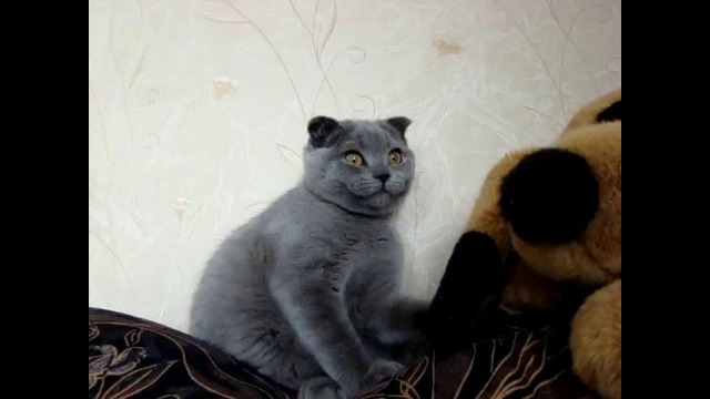 Котёнок Ксюша. Kitten Ksenia