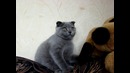 Котёнок Ксюша. Kitten Ksenia