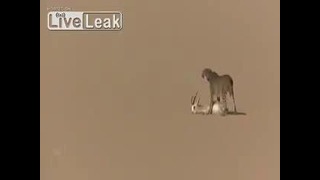Охотничий леопард