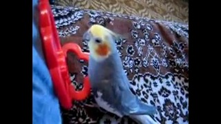 Говорящий попугай Корелла