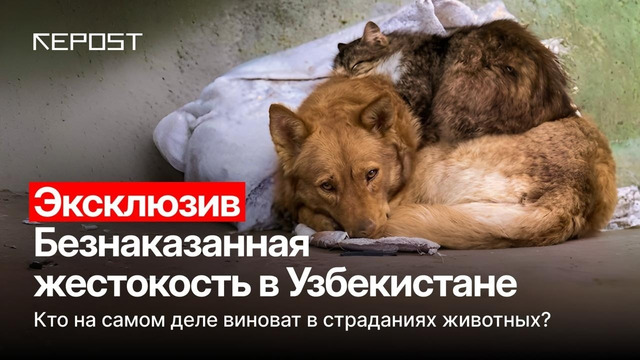 В Узбекистане не любят животных? Судя по последним событиям, этот вопрос звучит все чаще