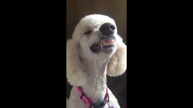 Poodle Gives Big Smile #shorts