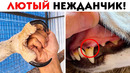 55 лютых неожиданностей из дикого мира