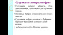 Buyrak 1