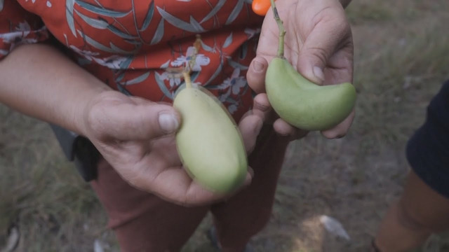 В Австралии дают вторую жизнь некачественным овощам и фруктам
