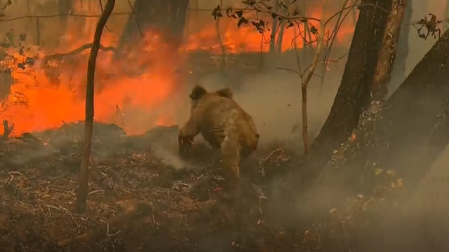Более миллиарда животных погибло из-за пожаров в Австралии