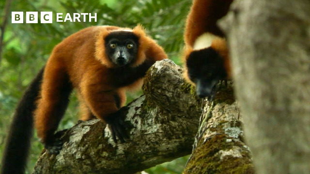 Lemur Defends Trees From Fruit Robbers | BBC Earth