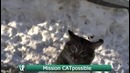 Лучшие ролики недели #2 У меня есть греча