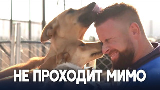 Приют для 400 уличных собак открыл косовский учитель