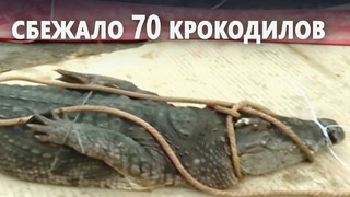 В Китае ищут 70 сбежавших с фермы крокодилов