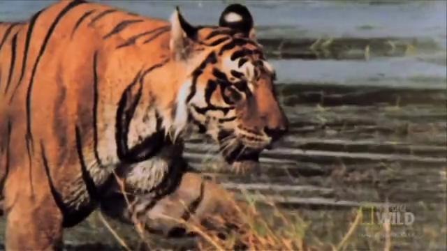 Тигры (лат. Panthera tigris)