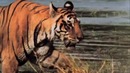 Тигры (лат. Panthera tigris)