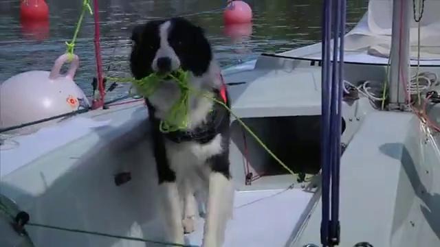 Собака-яхтсмен