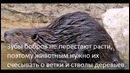 Интересные факты о животных