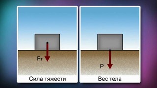 11. Вес тела