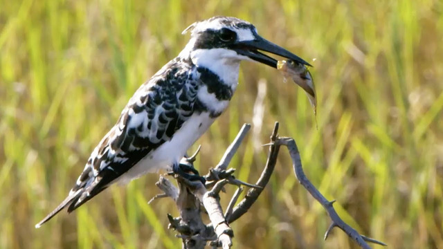 Kingfisher’s Epic Dive to Catch Prey | Seasonal Wonderlands | BBC Earth