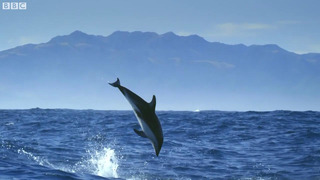 Diving With Dolphins – Joy | Mindful Escapes | BBC Earth