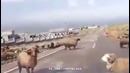 Лучшие приколы SAMYY KLASS (выпуск 164)
