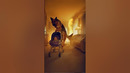 The smartest German shepherd rescued a baby from the fire