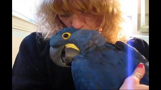 Hyacinth Macaw Cuddles
