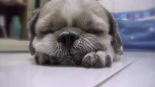 Позитивный засыпающий щенок
