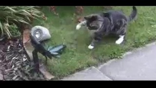 Битва кота и игрушечной жабы