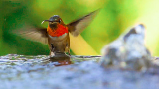 Beautiful Hummingbirds in Slow Motion | BBC Earth