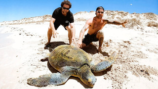 We Rescued A Sea Turtle
