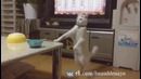 Лучшие приколы в Coub #171 Продолжаем пить