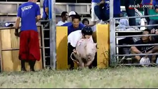 Родео на свиньях