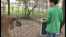 Большие кошки и их отражения в зеркале