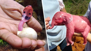 Вот Как Выглядят Новорожденные Животные