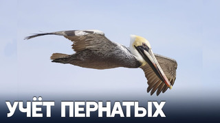 Перепись редких кудрявых пеликанов провели в Черногории