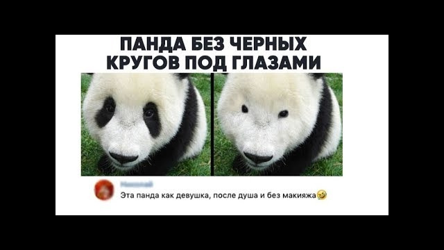 Лютые приколы. Панда забыла накрасить глаза