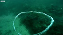 Dolphins React to Bizarre Bubbles | Ocean Giants | BBC Earth