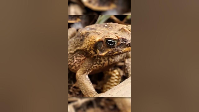 Атака жаб