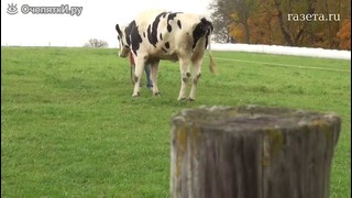 Самая большая в мире корова