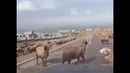 Баран помял машину ударом головы