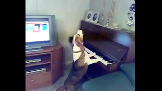Пёс-пианист взорвал интернет