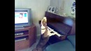 Пёс-пианист взорвал интернет