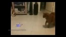 Кот против вертолета